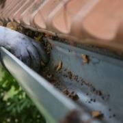 Don’t Forget Your Roof: A Back-To-School Home Maintenance Guide for Alexandria Families 2 gutter-cleanout