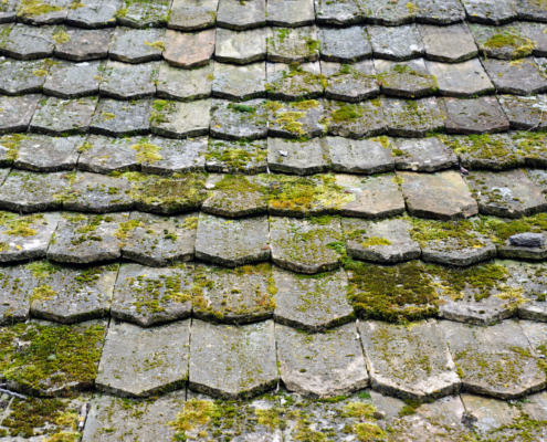 Black Streaks on Your Shore Roof: It's Algae, Not Dirt (Don't Pressure-Wash It) 3 Weathered asphalt shingle roof with algae and moss growing in the joints, Ocean City MD