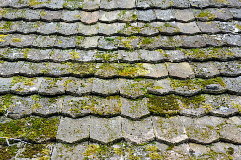 Black Streaks on Your Shore Roof: It’s Algae, Not Dirt (Don’t Pressure-Wash It)