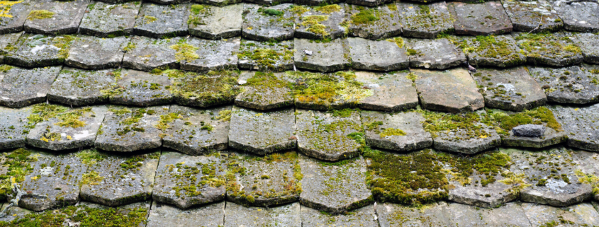Weathered asphalt shingle roof with algae and moss growing in the joints, Ocean City MD