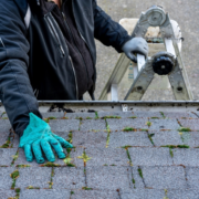 moss on the roof