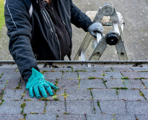 Should You Repair or Replace Your Roof? A Guide for Cambridge Homeowners 1 moss on the roof