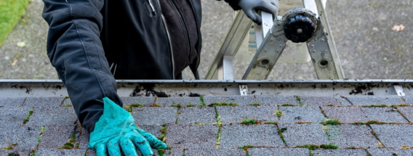 Should You Repair or Replace Your Roof? A Guide for Cambridge Homeowners 1 moss on the roof